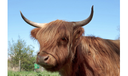 Highland Cattle Zucht