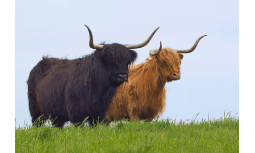 Highland Sattle aus eigener Zucht