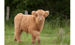 Highland Sattle aus eigener Zucht