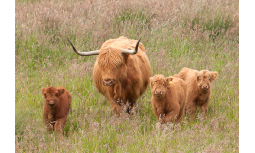 Highland Sattle aus eigener Zucht